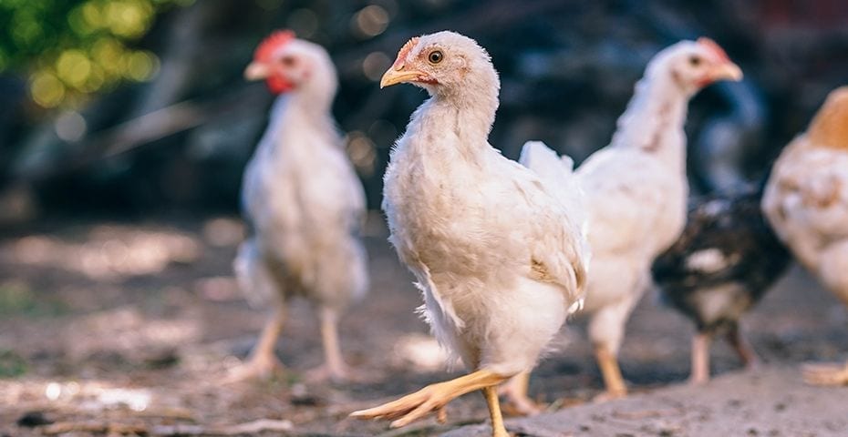 Biovoeding in de pluimveehouderij