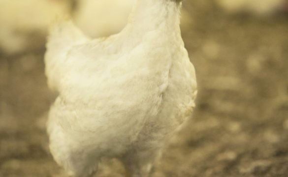Verbod profylactisch antibioticumgebruik in de pluimveehouderij