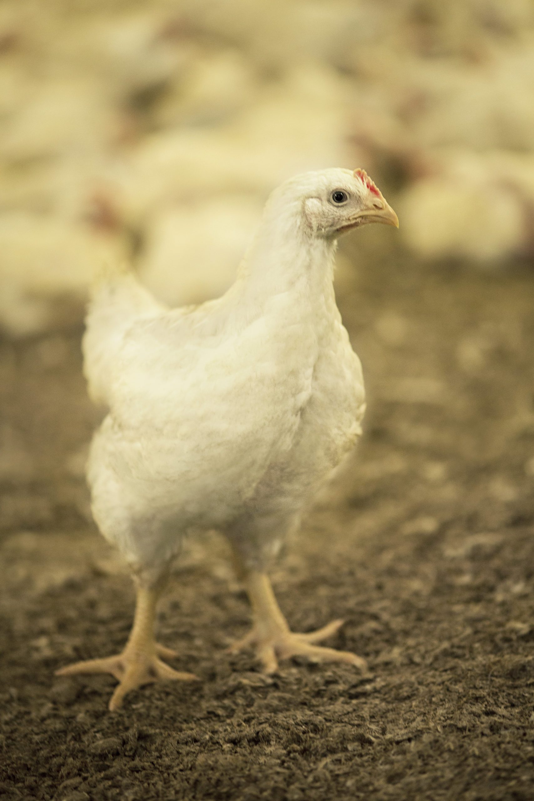 Verbod profylactisch antibioticumgebruik in de pluimveehouderij