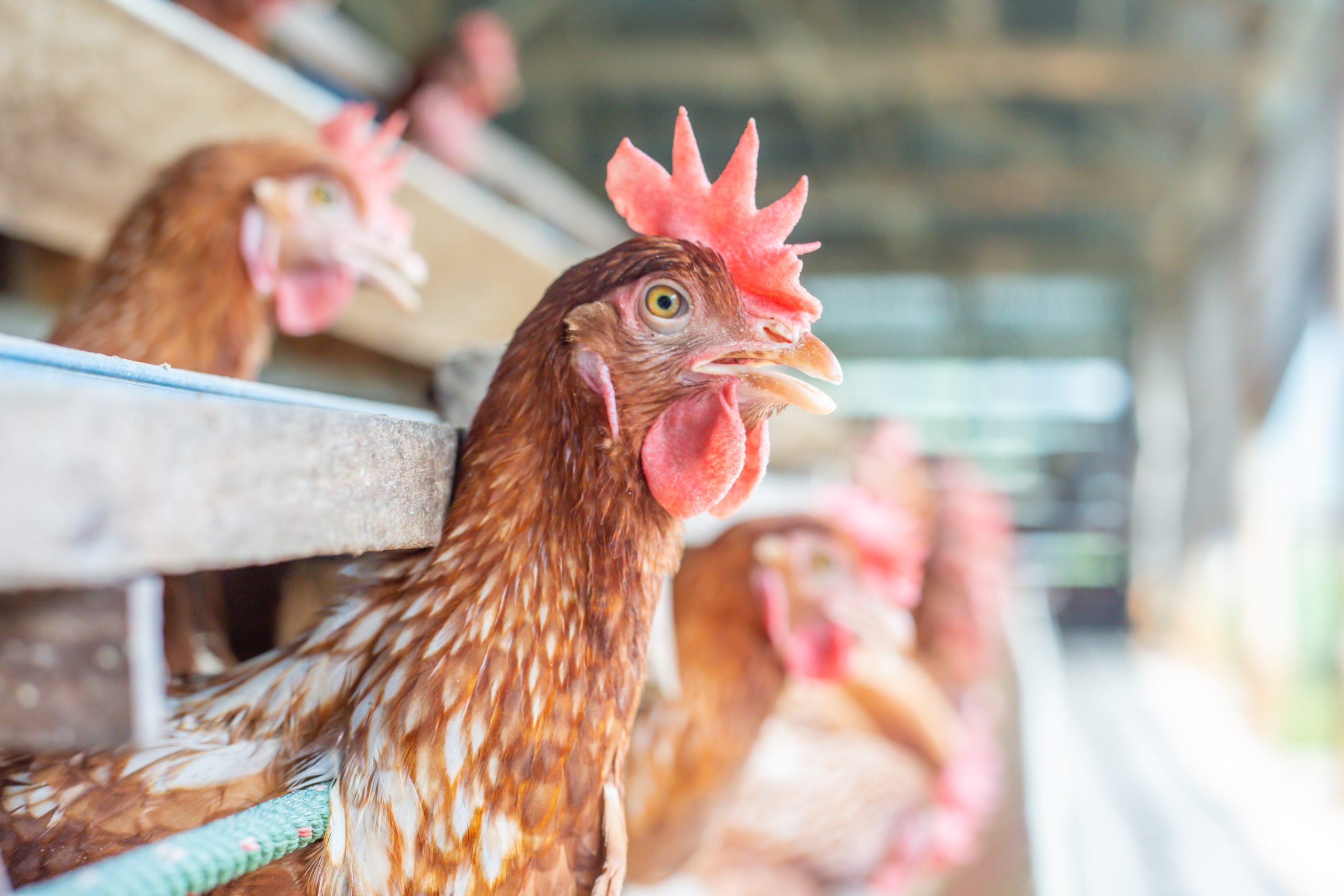 Salmonella problematieken in de leghensector